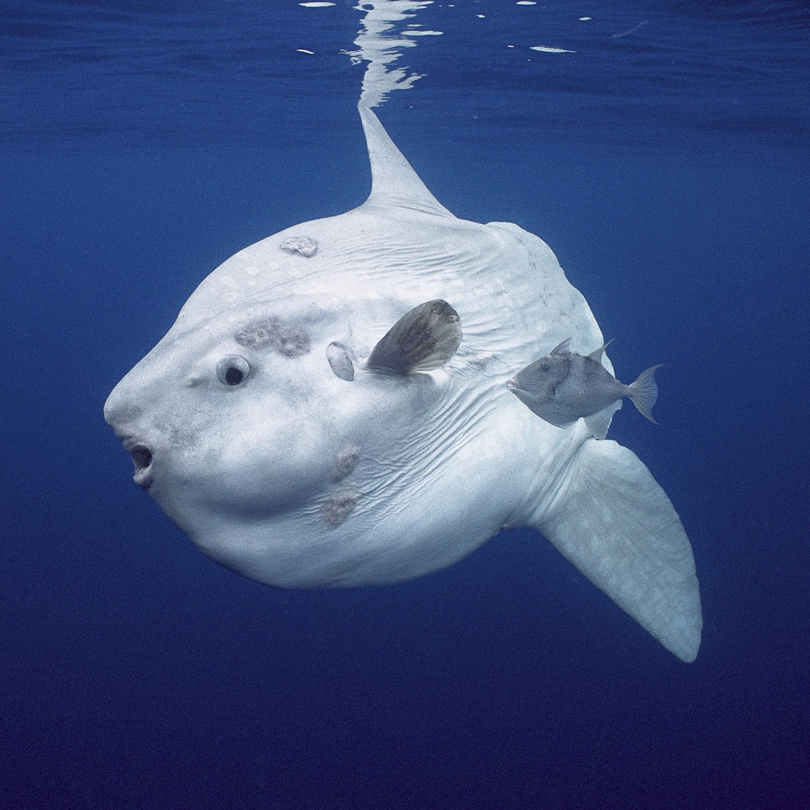 Ocean Sunfish (Mola) | National Geographic