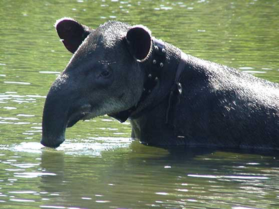 Tapirs spend a great deal of time in the water to keep cool. 