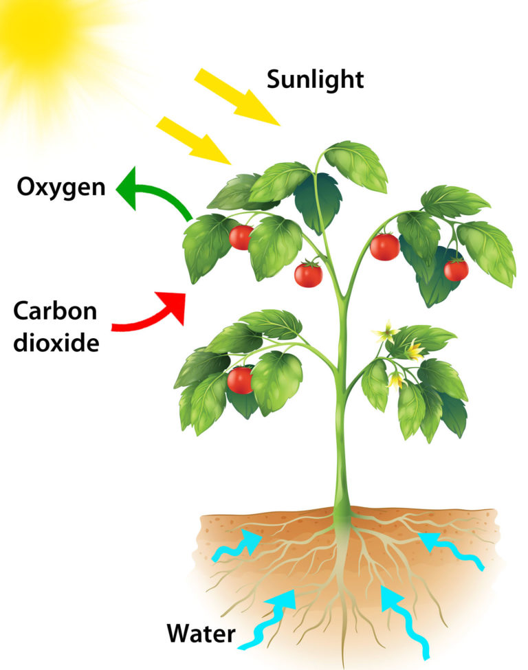 schematic presentation of photosynthesis