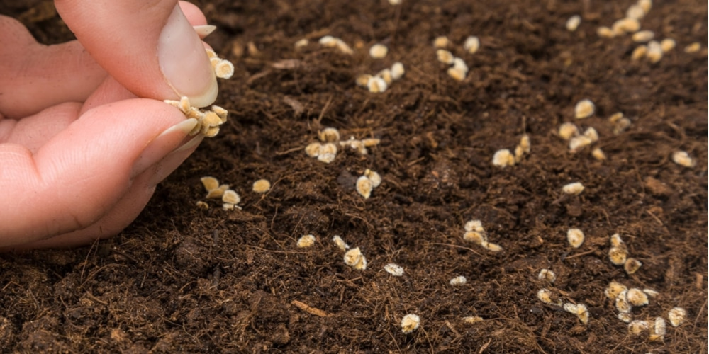 How to Ferment the Seeds Before Planting