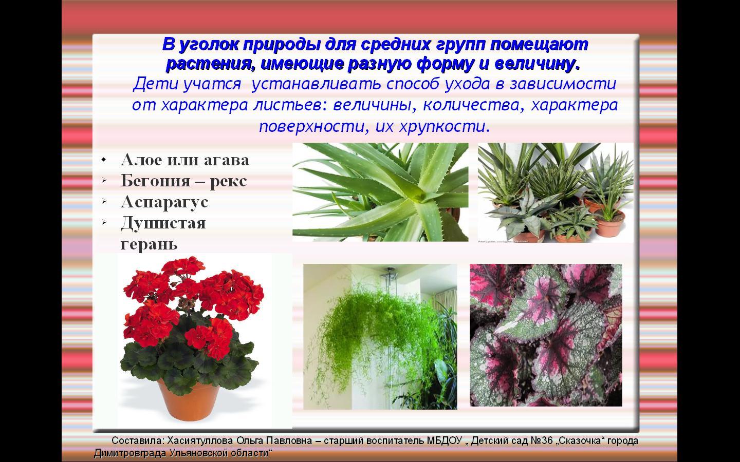 Растения для уголка природы в средней группе по ФГОС