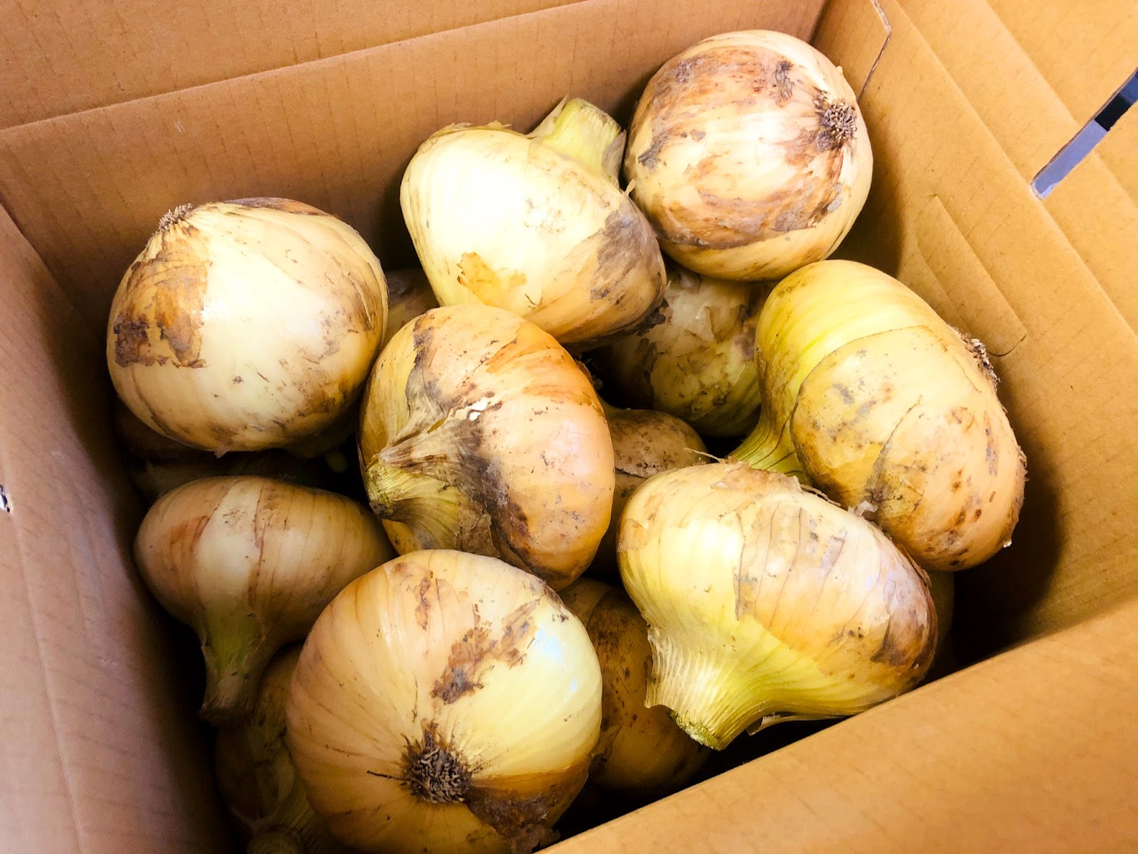 産直野菜のいのちに触れる 子育ての予行練習 畑の魅力伝道師 ゆるみな ハタケト