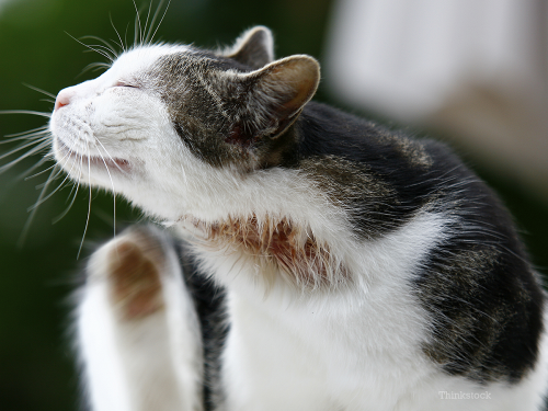 Подкожный клещ у кота - симптомы и лечение демодекоза у котов и кошек |  фото подкожного клеща у котов – PetAdvisor