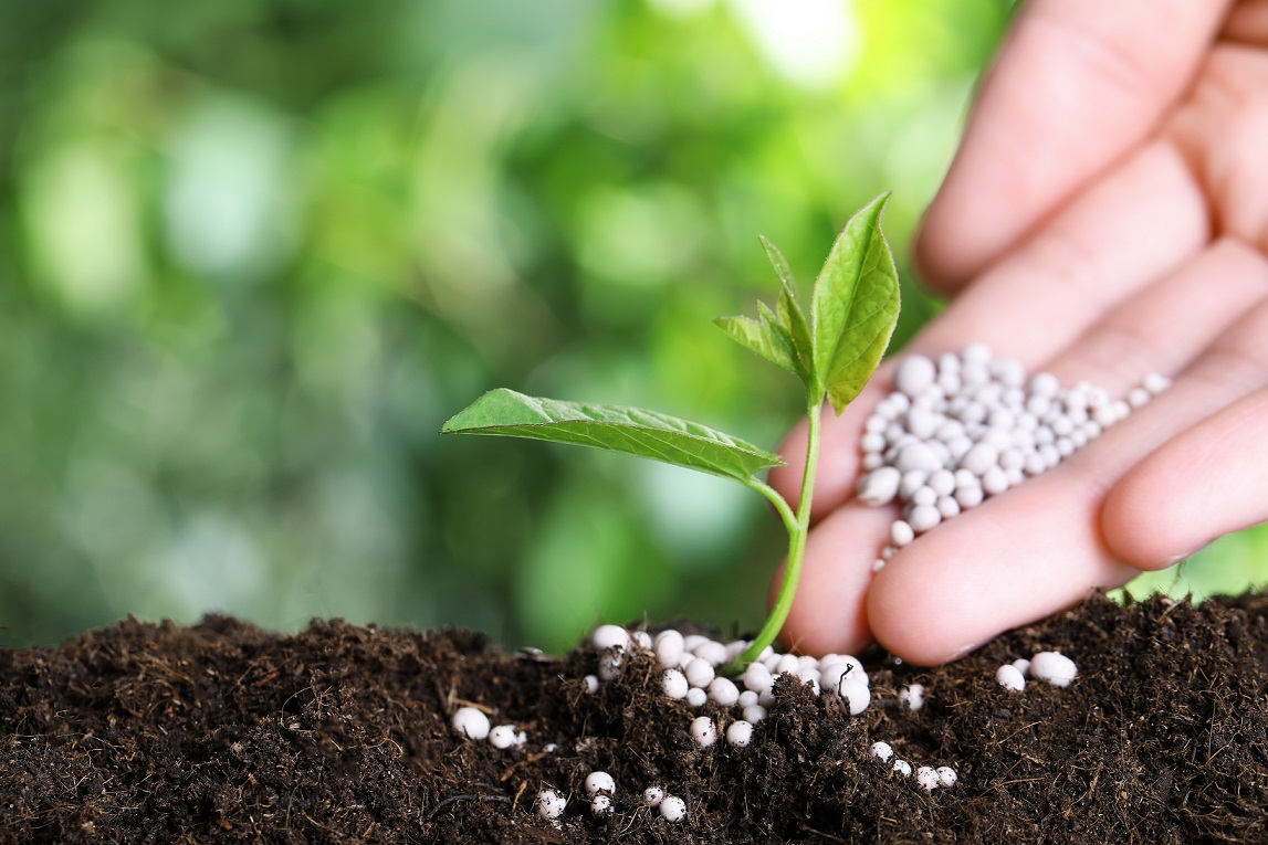 Phosphorus Deficiency