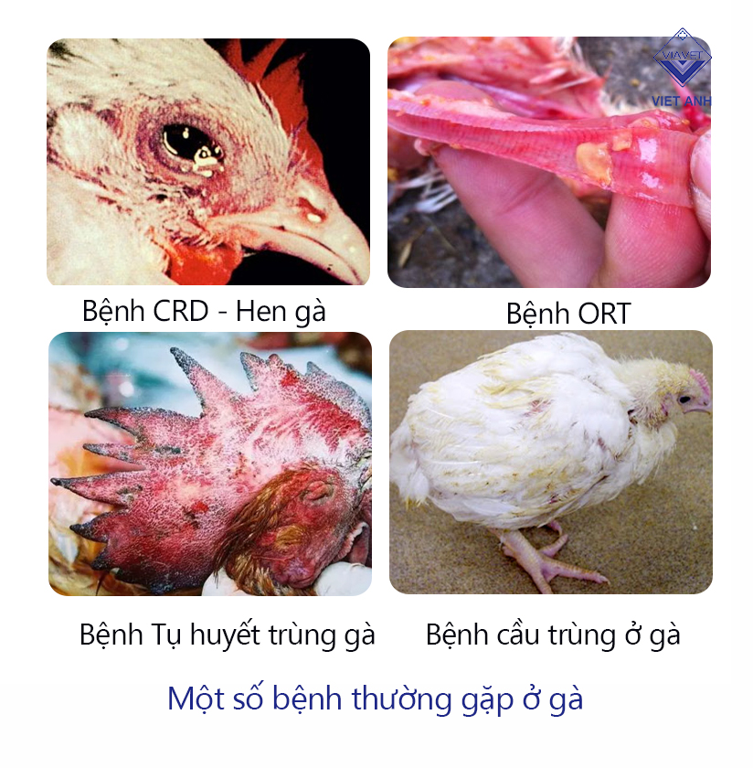 Bệnh CRD - Hen ở gà 