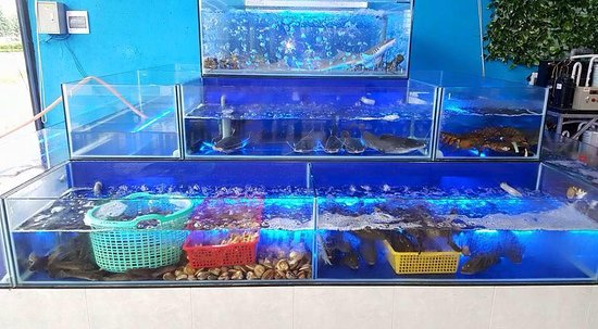 Máy làm mát bể nước hải sản tiện ích