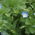 Most Common Garden Weeds