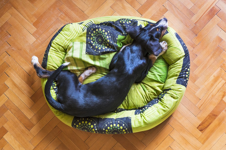 Un grand chien adulte noir couché dans un grand panier à chien en tissus vert et bleu sur un sol de parquet marron