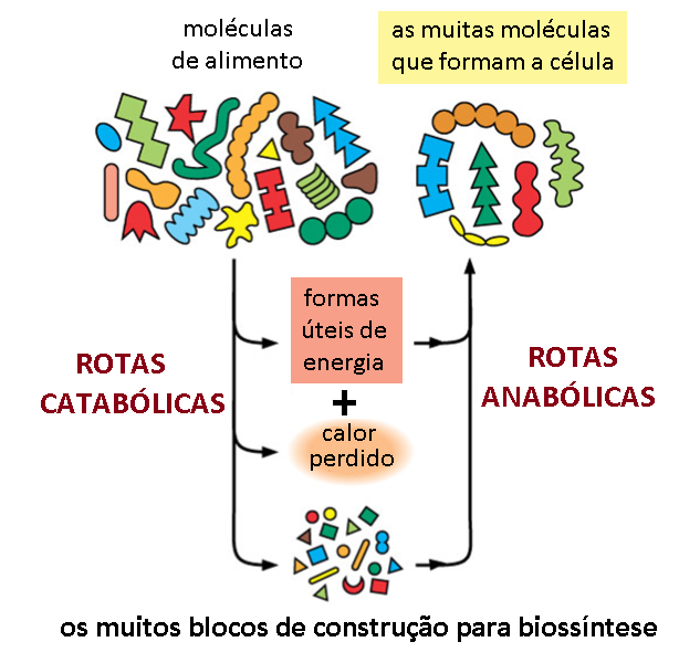 Rotas catabolicas anabolicas 02.png