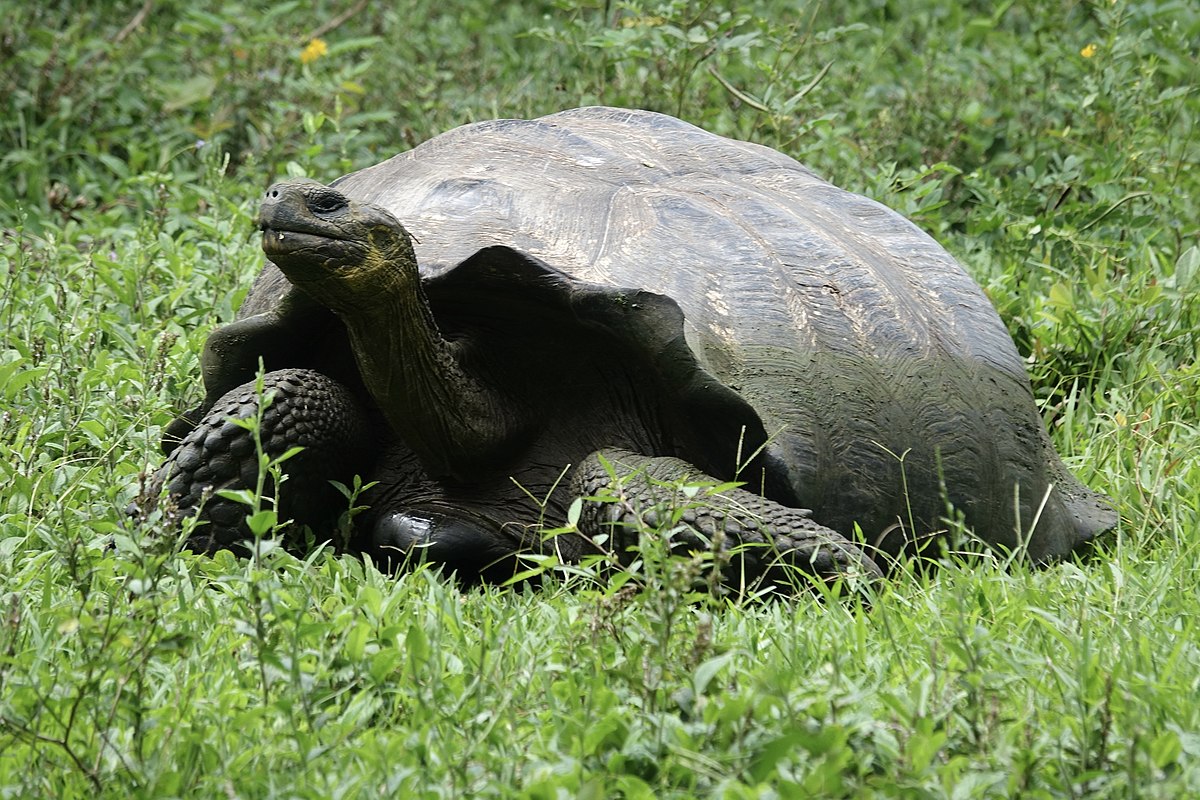 Can Tortoises Eat Lettuce