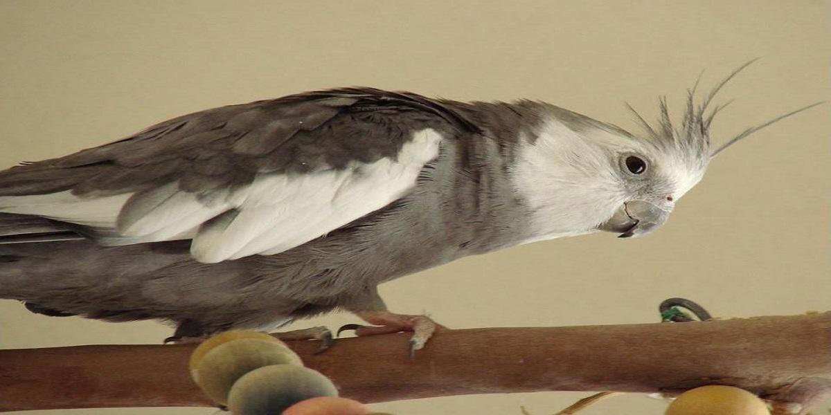 Pássaro em cima de uma superfície de madeira

Descrição gerada automaticamente