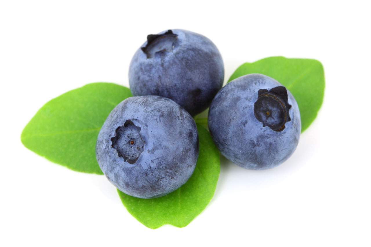 Blueberry Free Stock Photo - Public Domain Pictures