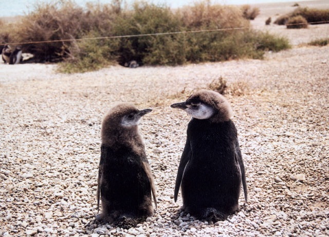 Penguin colony: