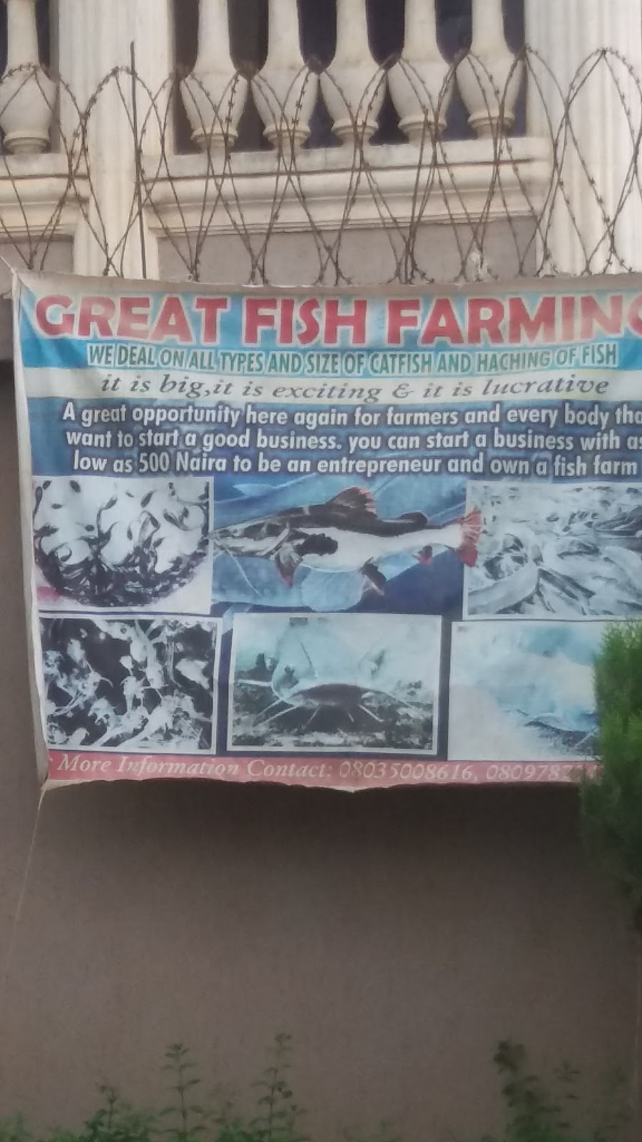 Great Fish Farming