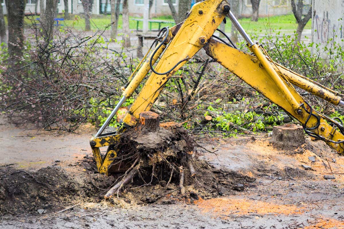 Excavation and Root Removal