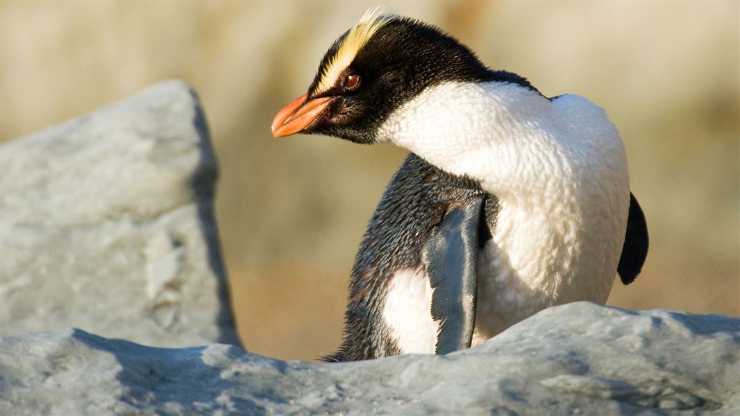 Fiordland crested penguin/tawaki: New Zealand native sea and shore birds:  Conservation