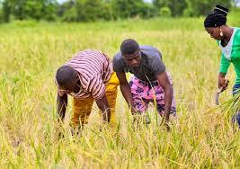 Agriculture for African youth