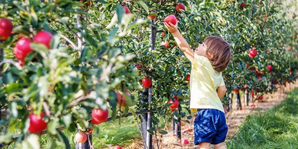 The Best Fruit Picking in Newcastle