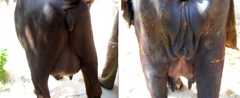 A la izquierda, una búfala parturienta con relajación vulvar y dilatación cervical inapropiada Se observa en el lado derecho una búfala con relajación vulvar apropiada.