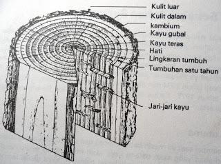 ilmuteknik.id - Bagian-bagian Kayu