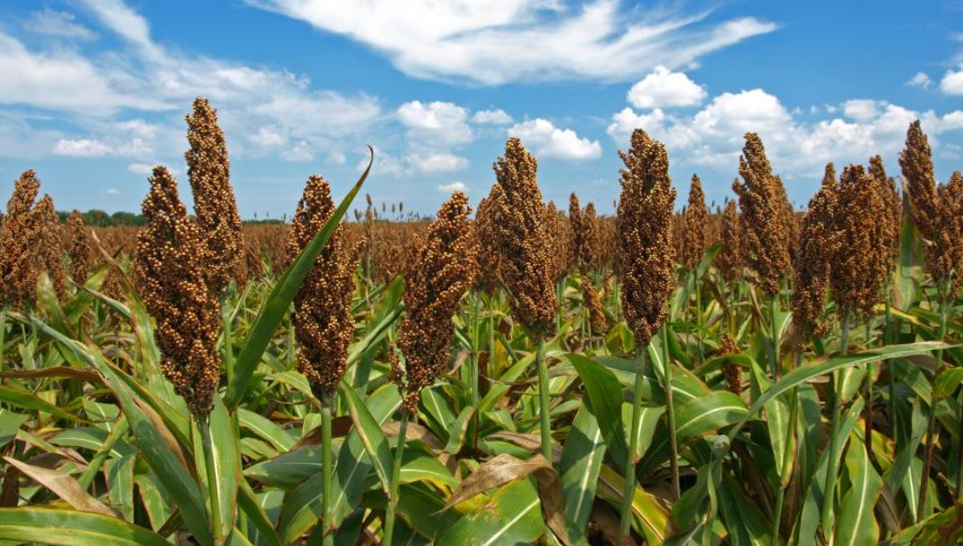 Sorghum (Jowar)