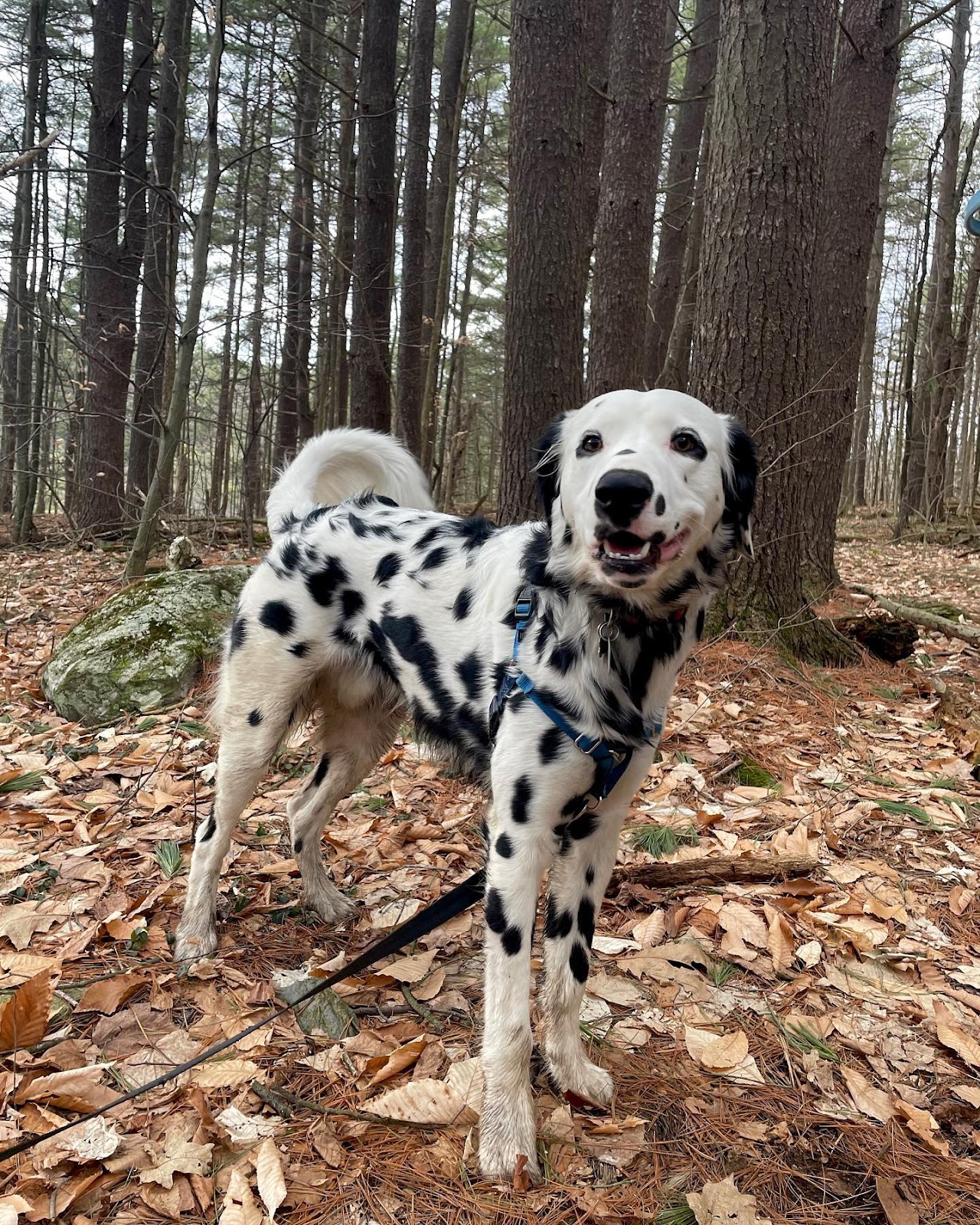A long-haired dalmatians