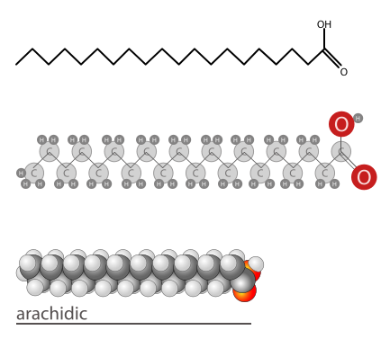 Arachidic acid shown as a skeletal structure, as atoms bonded together, and in a space-filling diagram