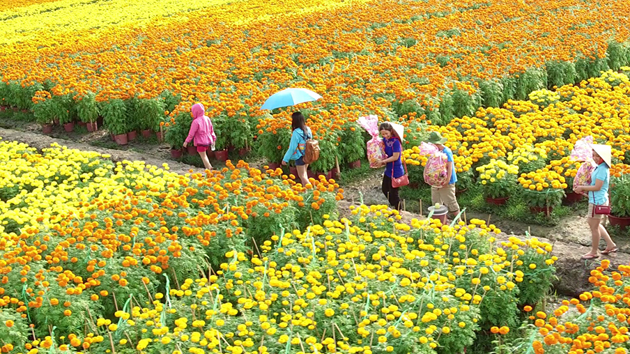 Làng hoa Sa Đéc - Vựa hoa lớn nhất miền Tây - BongTrip.vn