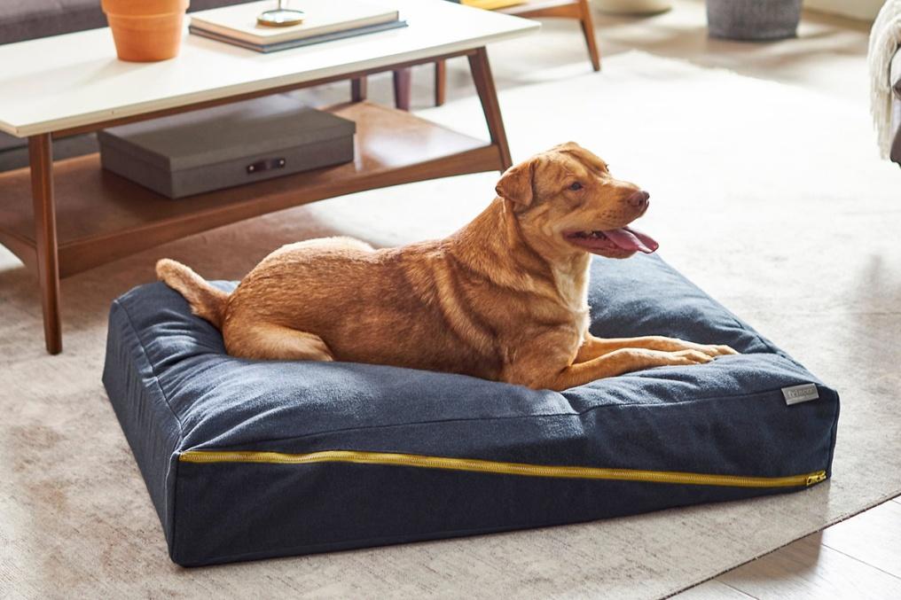 7 Dog Beds on Sale at the Chewy Shop Early and Save Sale | PEOPLE.com