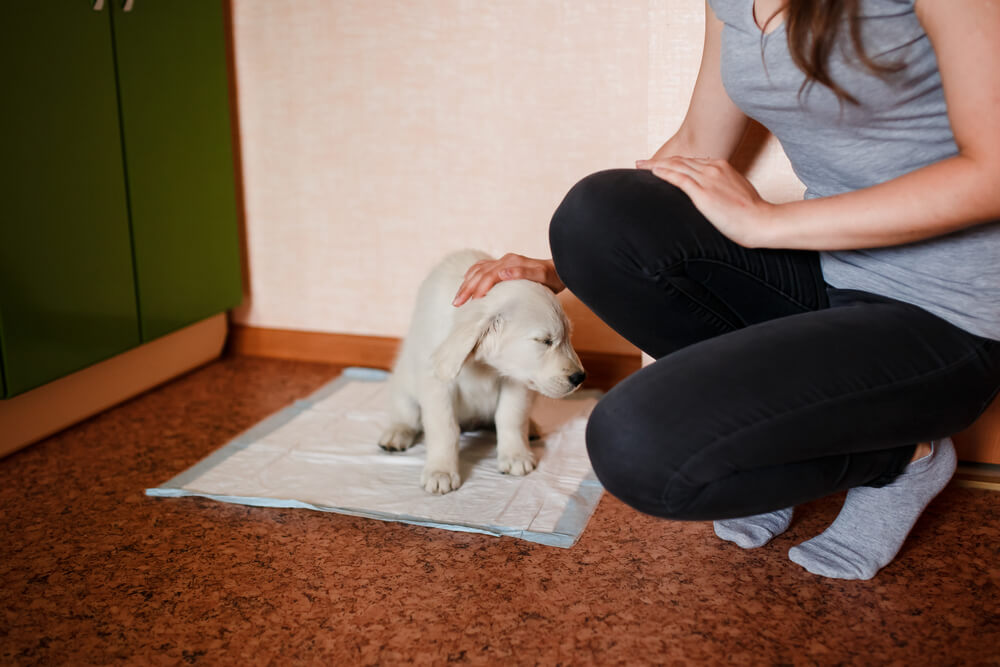woman encourages puppy for house training