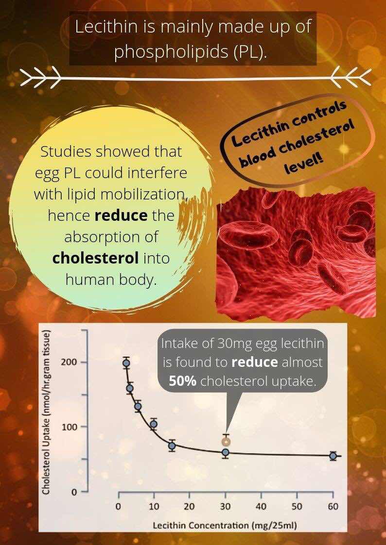 Curious to know more about Lecithin? Click on the images below to understand why it plays a vital role in our health.