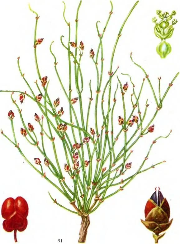 D:\0 wd yedek\acr yedek\1 film indirme\sovremennaya_fitoterapiya_dosyalar\image174.jpg