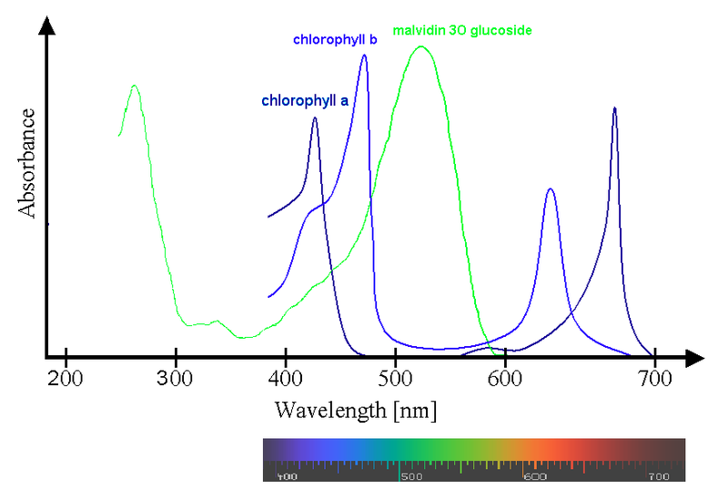 Fichier: Spectra Chlorophyll ab oenin (1) .PNG