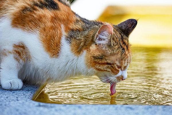 ศึกเด็ดอาหารแมว แบบเม็ด vs แบบเปียก 1