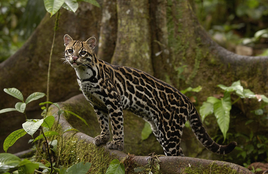 Ocelot