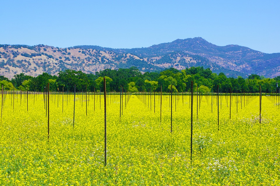 Napa Valley -where to go for day trips in LA?