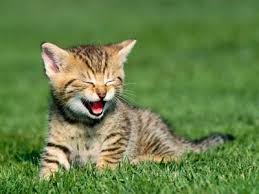 Resultado de imagen de gato que se rie