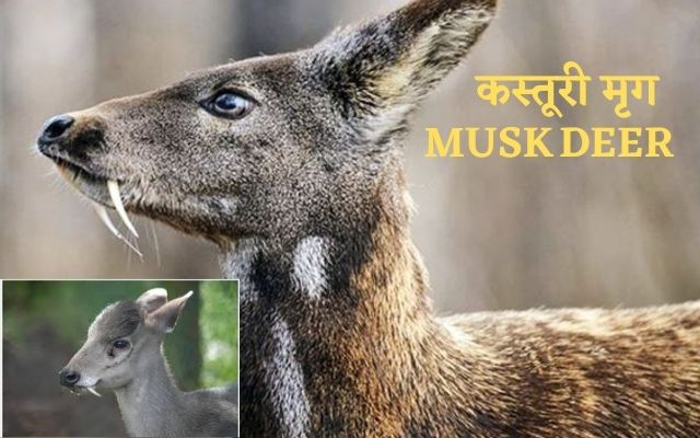 Kasturi Mrig