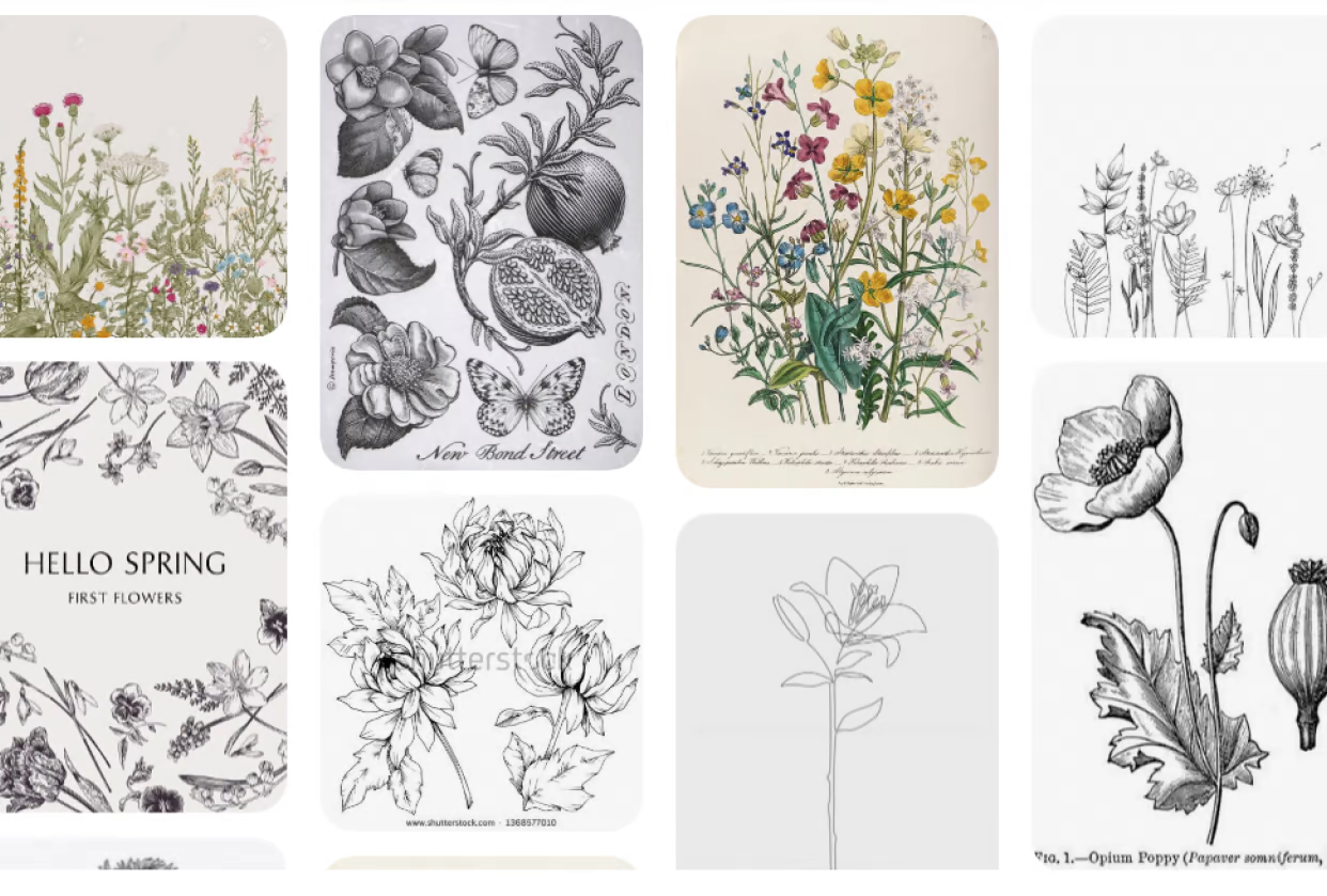 botanical drawings