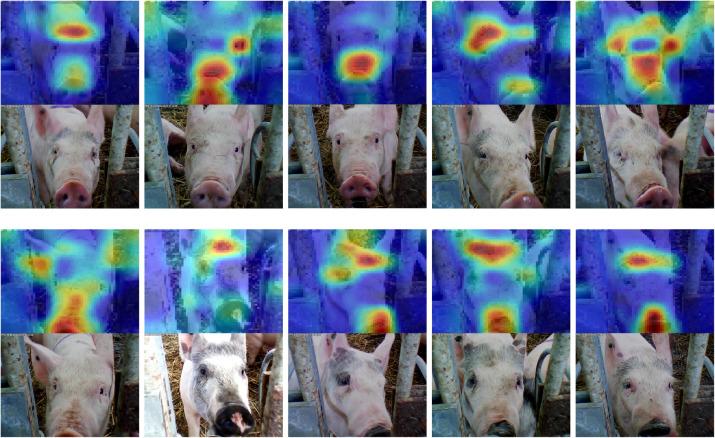 Towards on-farm pig face recognition using convolutional neural networks -  ScienceDirect