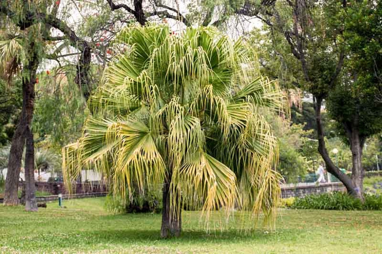 Chinese Fan Palm (Livistona chinensis)