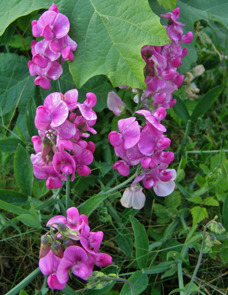 Sweet Pea (Lathyrus latifolius)