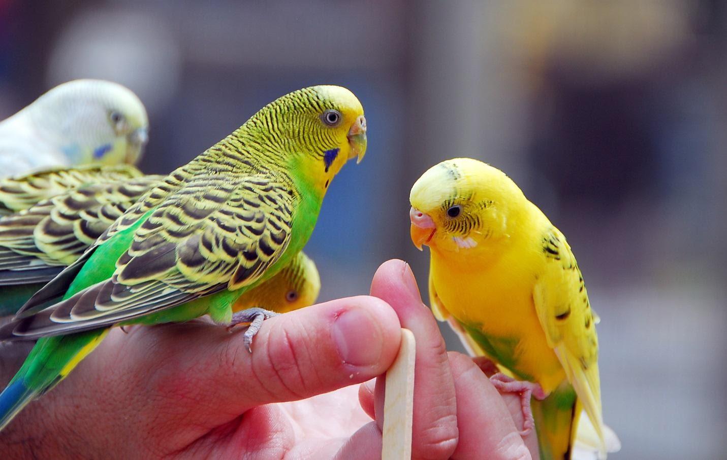 The 4 Best Bird Breeds You Should Keep As Pets 