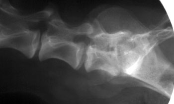 Lateral spine radiograph of a dog with lumbosacral discospondylitis