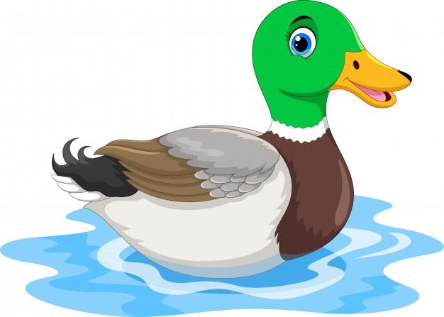 https://img.freepik.com/free-vector/cute-cartoon-duck-swimming_160606-188.jpg?size=626&ext=jpg
