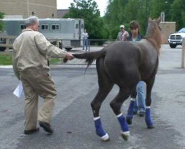 This photo shows a 'tail pull' to evaluate the patient for pelvic limb weakness. If tolerated, the horse should be tested bilaterally as well as at the halt and walk. 