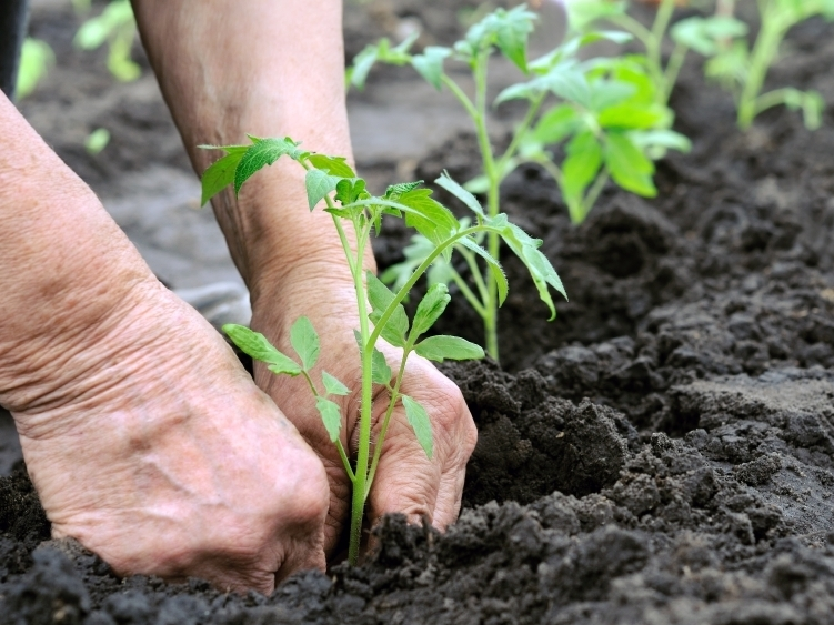 How to Adjust Soil pH for Tomatoes
