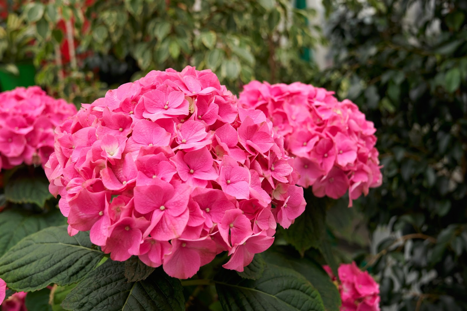 Hortensia