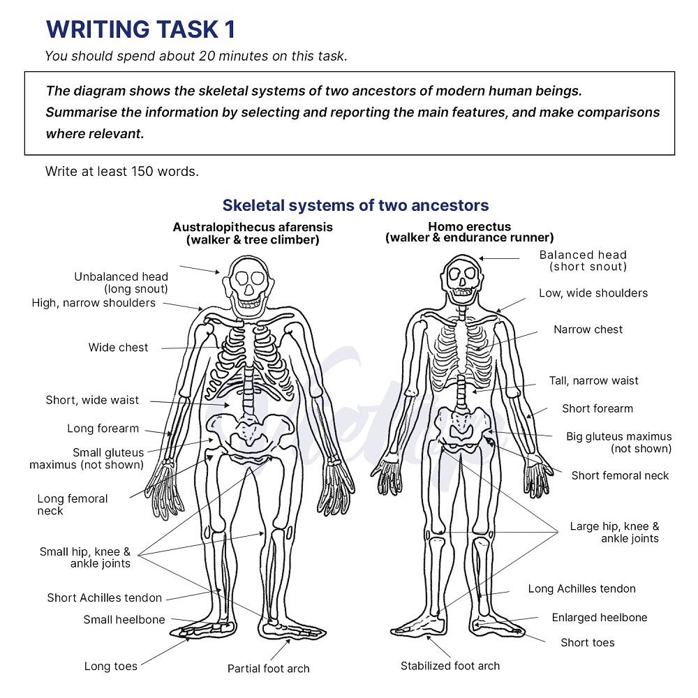 SKELETAL SYSTEMS OF TWO ANCESTORS