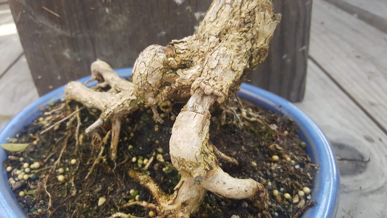 exposed roots
